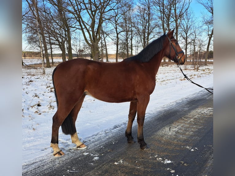 Weitere Warmblüter Wallach 4 Jahre 160 cm Brauner in Forst