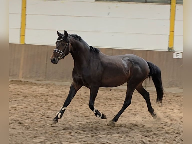 Weitere Warmblüter Wallach 4 Jahre 160 cm Dunkelbrauner in Braunschweig