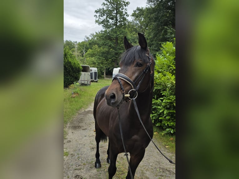 Weitere Warmblüter Wallach 4 Jahre 160 cm Dunkelbrauner in Braunschweig