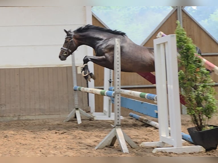 Weitere Warmblüter Wallach 4 Jahre 160 cm Dunkelbrauner in Braunschweig