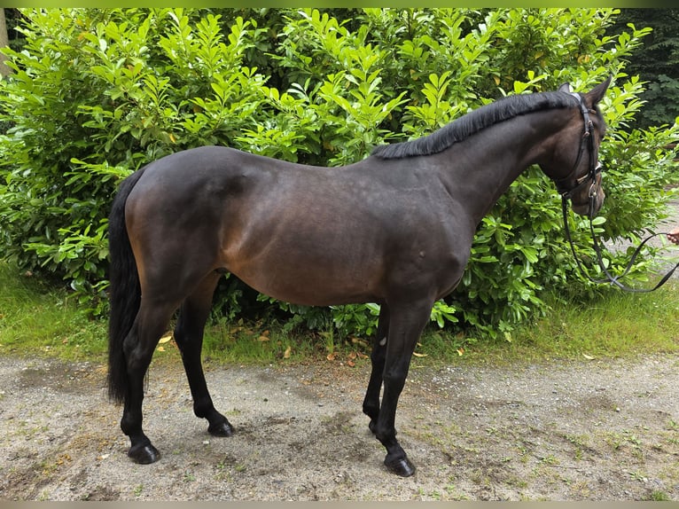 Weitere Warmblüter Wallach 4 Jahre 160 cm Dunkelbrauner in Braunschweig