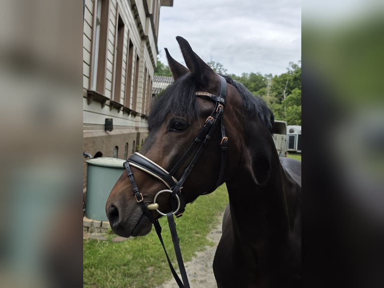 Weitere Warmblüter Wallach 4 Jahre 160 cm Dunkelbrauner in Braunschweig
