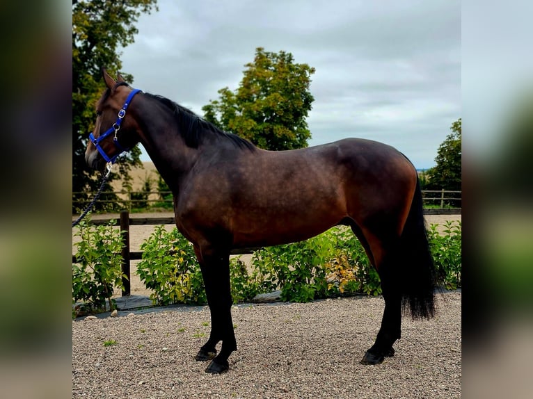 Weitere Warmblüter Mix Wallach 4 Jahre 160 cm in Dresden Innere Altstadt