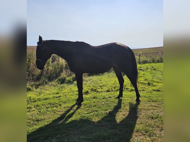 Weitere Warmblüter Mix Wallach 4 Jahre 160 cm in Dresden Innere Altstadt