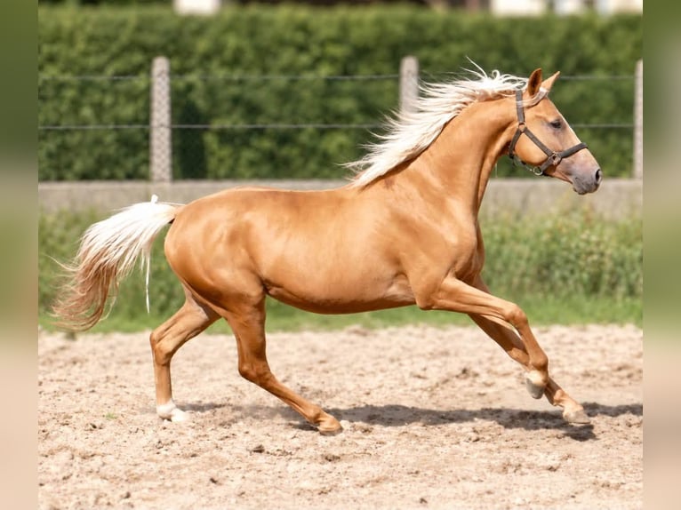 Weitere Warmblüter Wallach 4 Jahre 160 cm Palomino in Borgentreich