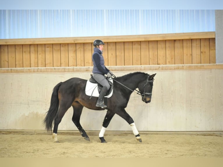 Weitere Warmblüter Wallach 4 Jahre 160 cm Rappe in Wellheim