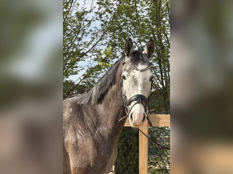 Weitere Warmblüter Wallach 4 Jahre 160 cm Schimmel in Iggingen