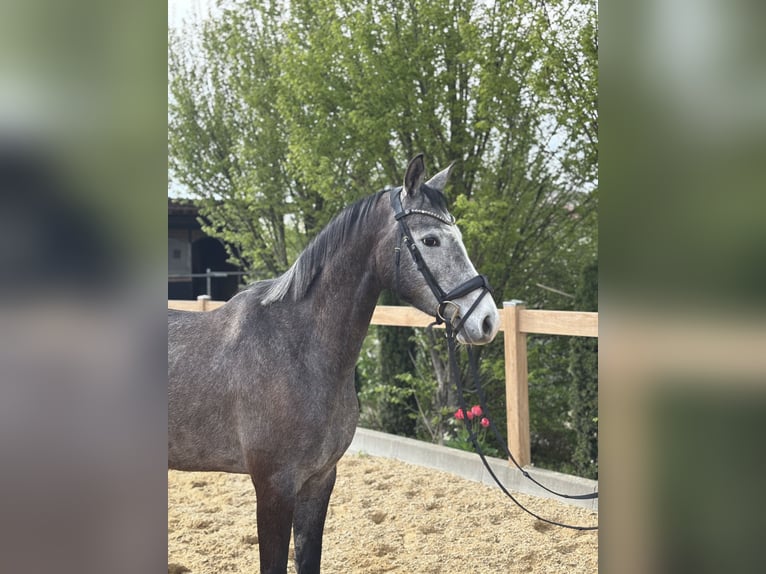 Weitere Warmblüter Wallach 4 Jahre 160 cm Schimmel in Iggingen