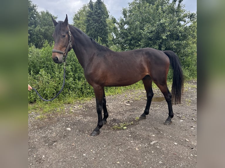 Weitere Warmblüter Wallach 4 Jahre 162 cm Dunkelbrauner in Heusden zolder