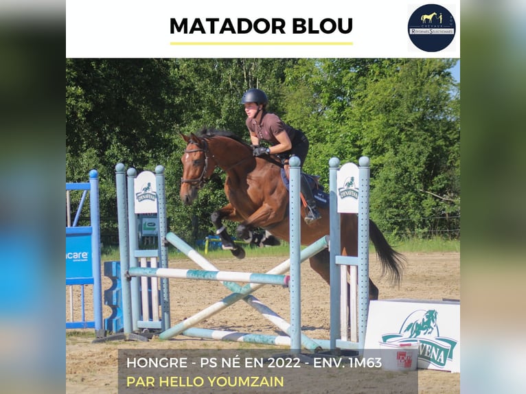 Weitere Warmblüter Wallach 4 Jahre 163 cm Brauner in Combrée