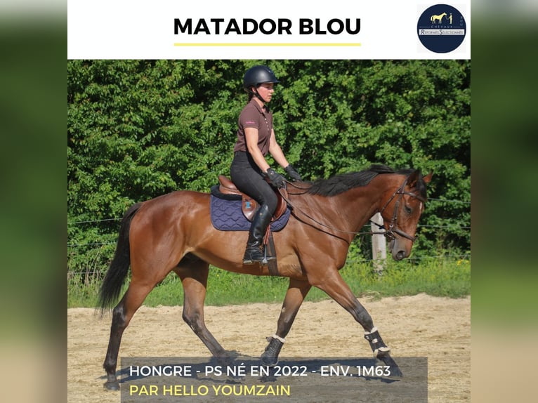 Weitere Warmblüter Wallach 4 Jahre 163 cm Brauner in Combrée