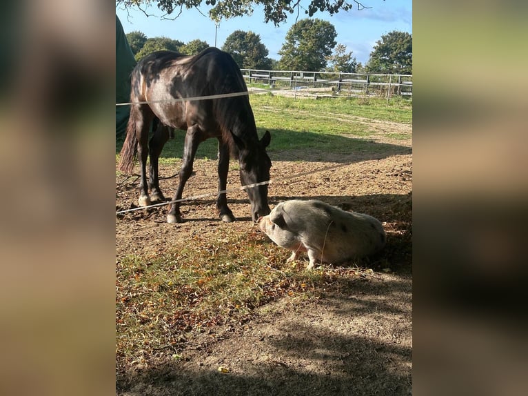 Weitere Warmblüter Mix Wallach 4 Jahre 163 cm Rappe in Heidenrod