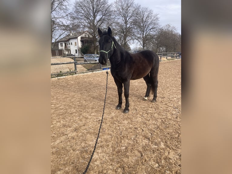 Weitere Warmblüter Mix Wallach 4 Jahre 163 cm Rappe in Heidenrod