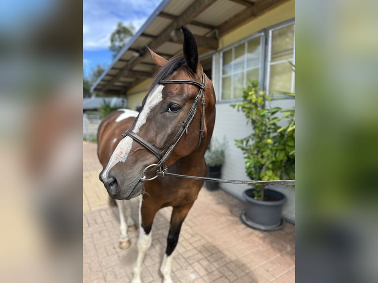 Weitere Warmblüter Wallach 4 Jahre 163 cm Schecke in Kühnsdorf