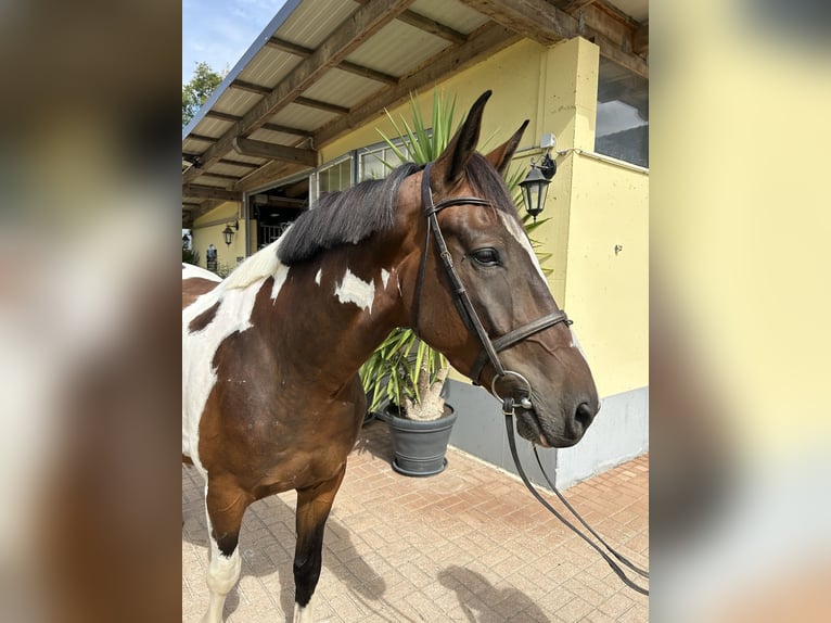 Weitere Warmblüter Wallach 4 Jahre 163 cm Schecke in Kühnsdorf