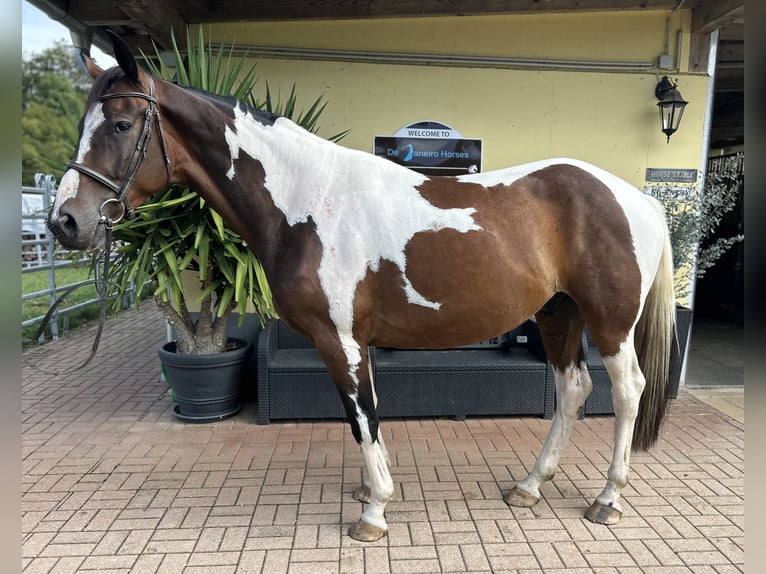 Weitere Warmblüter Wallach 4 Jahre 163 cm Schecke in Kühnsdorf