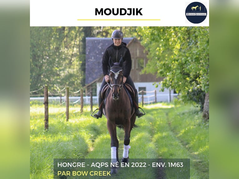 Weitere Warmblüter Wallach 4 Jahre 163 cm Schwarzbrauner in Bourg-lÉvêque
