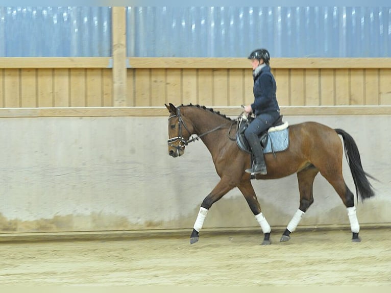Weitere Warmblüter Wallach 4 Jahre 164 cm Brauner in Wellheim