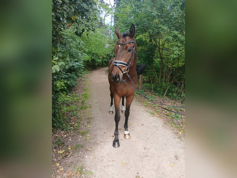 Weitere Warmblüter Wallach 4 Jahre 164 cm Brauner in Barenburg