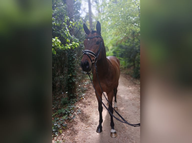 Weitere Warmblüter Wallach 4 Jahre 164 cm Brauner in Barenburg