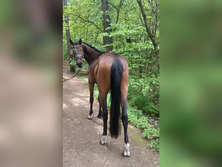 Weitere Warmblüter Wallach 4 Jahre 164 cm Brauner in Barenburg
