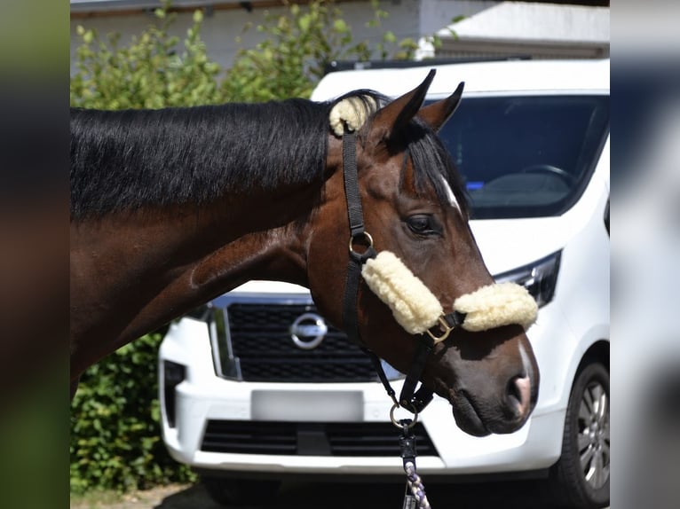 Weitere Warmblüter Wallach 4 Jahre 164 cm Brauner in Bretten
