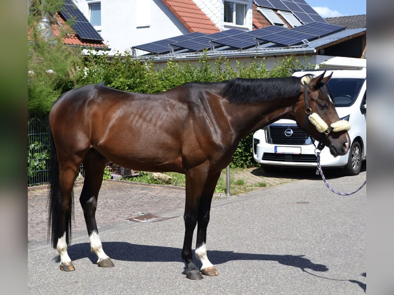 Weitere Warmblüter Wallach 4 Jahre 164 cm Brauner in Bretten