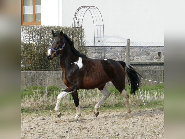 Weitere Warmblüter Wallach 4 Jahre 164 cm Schecke in Borgentreich