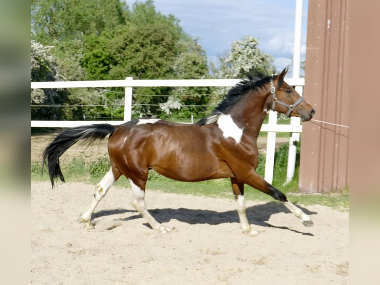 Weitere Warmblüter Wallach 4 Jahre 164 cm Schecke in Borgentreich