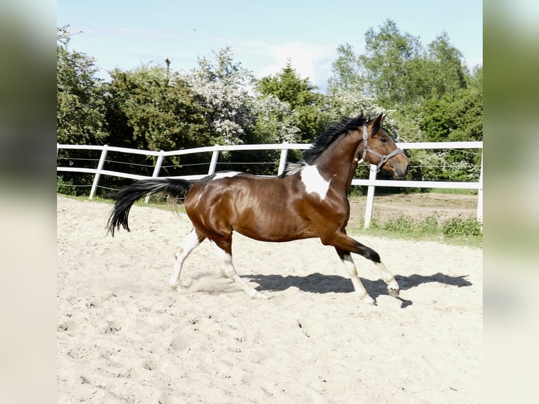 Weitere Warmblüter Wallach 4 Jahre 164 cm Schecke in Borgentreich