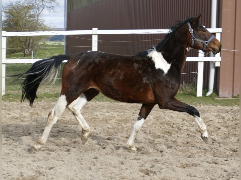 Weitere Warmblüter Wallach 4 Jahre 164 cm Schecke in Borgentreich