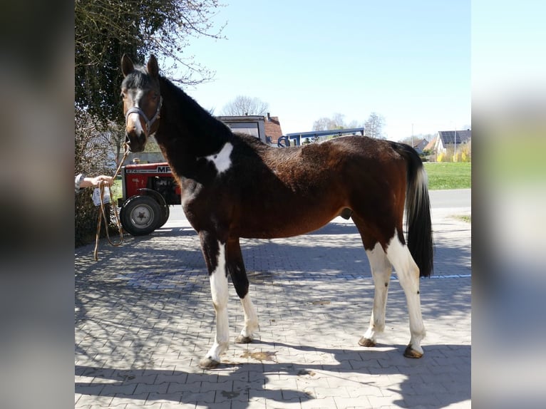 Weitere Warmblüter Wallach 4 Jahre 164 cm Schecke in Borgentreich