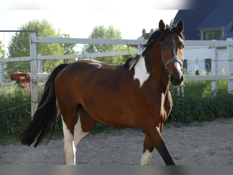 Weitere Warmblüter Wallach 4 Jahre 164 cm Schecke in Borgentreich