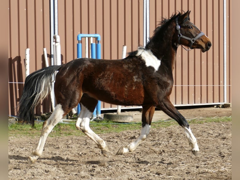 Weitere Warmblüter Wallach 4 Jahre 164 cm Schecke in Borgentreich