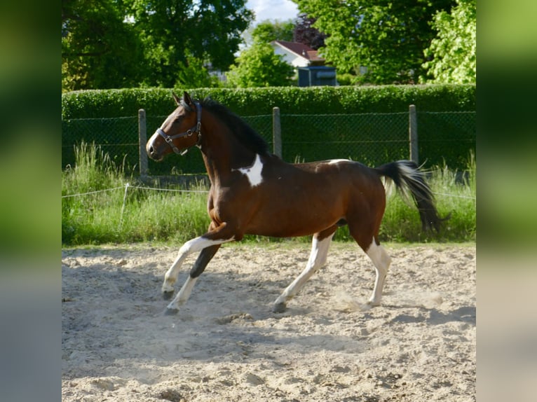 Weitere Warmblüter Wallach 4 Jahre 164 cm Schecke in Borgentreich