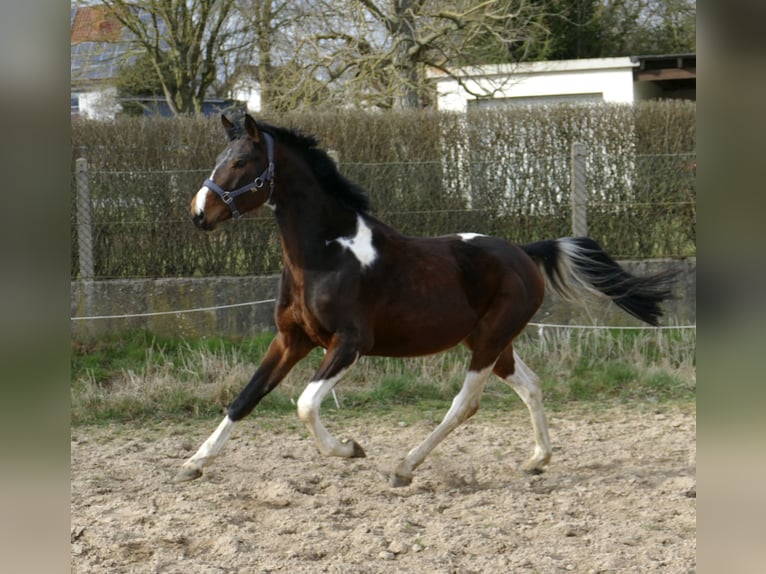 Weitere Warmblüter Wallach 4 Jahre 164 cm Schecke in Borgentreich