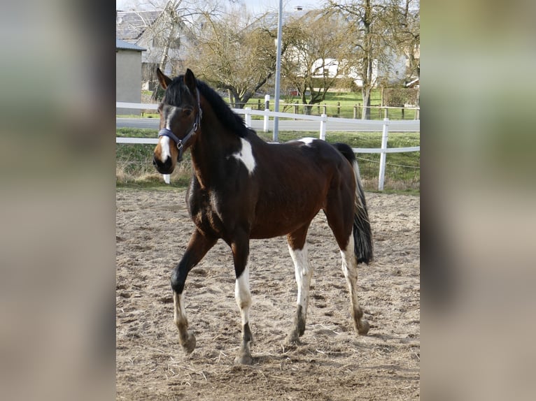 Weitere Warmblüter Wallach 4 Jahre 164 cm Schecke in Borgentreich