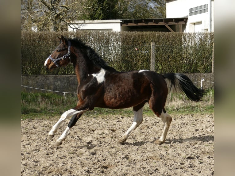 Weitere Warmblüter Wallach 4 Jahre 164 cm Schecke in Borgentreich
