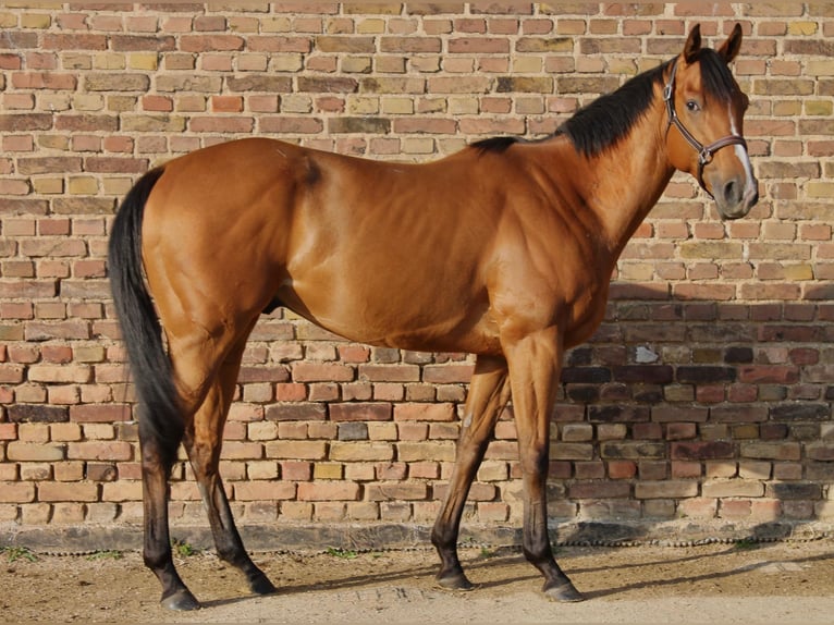 Weitere Warmblüter Wallach 4 Jahre 165 cm Brauner in Bedburg