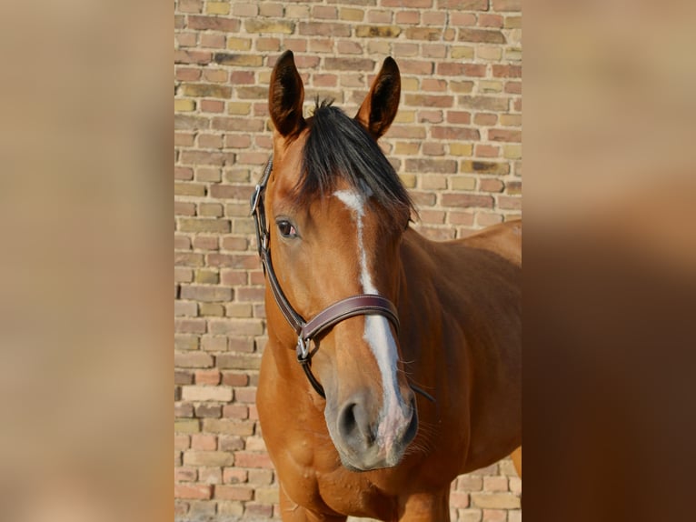 Weitere Warmblüter Wallach 4 Jahre 165 cm Brauner in Bedburg