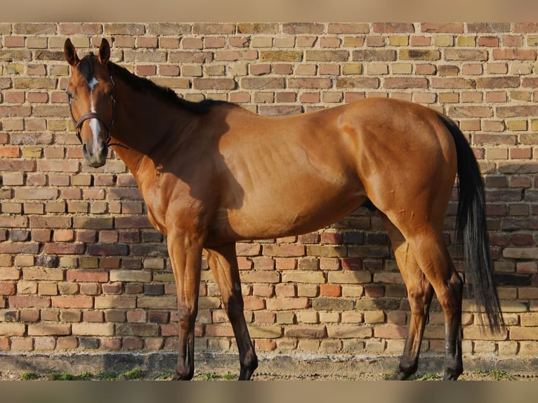 Weitere Warmblüter Wallach 4 Jahre 165 cm Brauner in Bedburg
