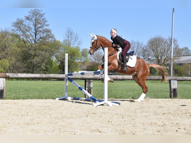 Weitere Warmblüter Wallach 4 Jahre 165 cm Fuchs in Eggenfelden