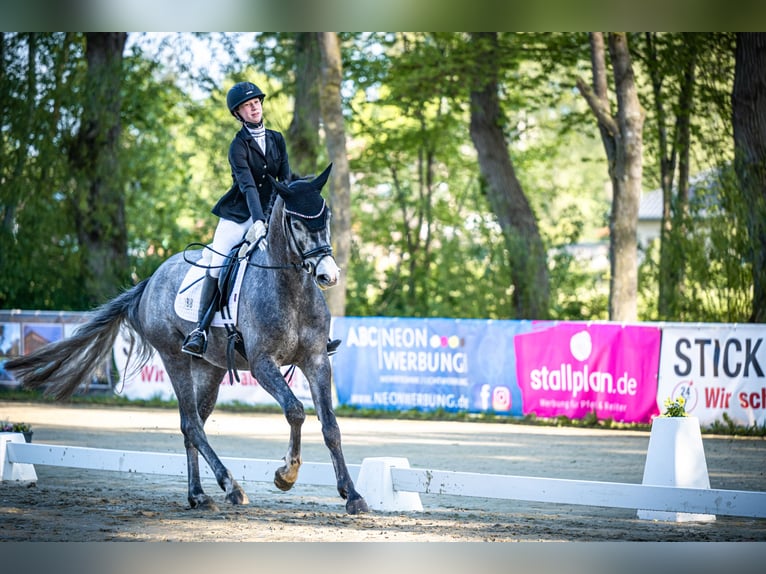 Weitere Warmblüter Wallach 4 Jahre 165 cm Schimmel in Bramsche