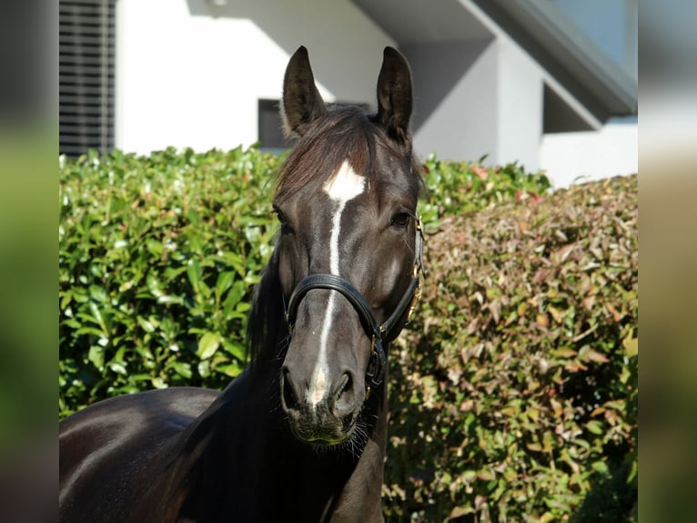 Weitere Warmblüter Wallach 4 Jahre 166 cm Rappe in Kamnik