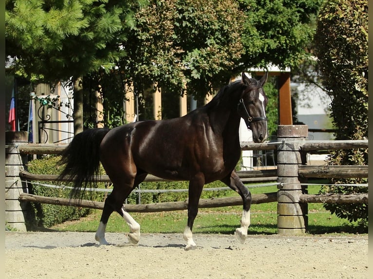 Weitere Warmblüter Wallach 4 Jahre 166 cm Rappe in Kamnik