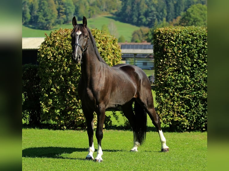Weitere Warmblüter Wallach 4 Jahre 166 cm Rappe in Kamnik
