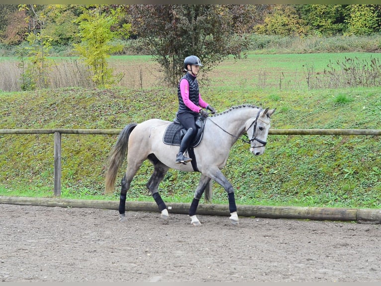 Weitere Warmblüter Wallach 4 Jahre 166 cm Schimmel in Wellheim