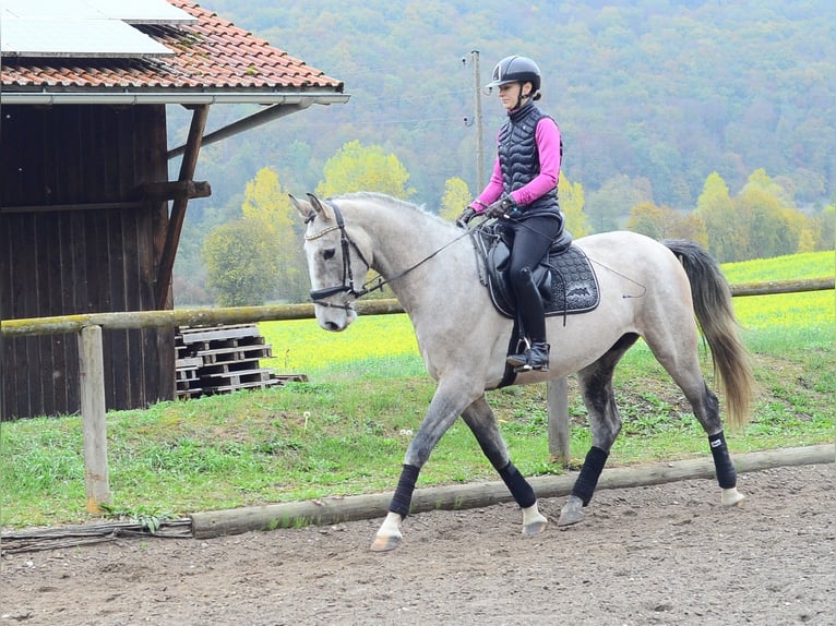 Weitere Warmblüter Wallach 4 Jahre 166 cm Schimmel in Wellheim