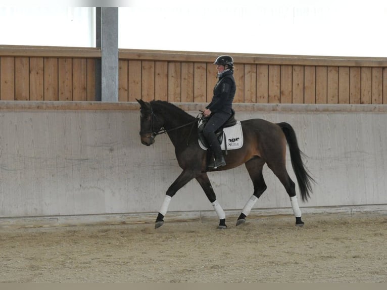 Weitere Warmblüter Wallach 4 Jahre 167 cm Brauner in Wellheim