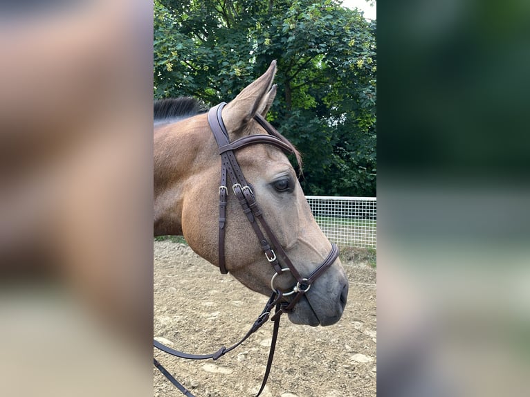 Weitere Warmblüter Wallach 4 Jahre 167 cm Buckskin in Hattingen